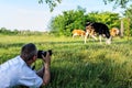 Photographer is taking a photo of bloodstock cows until grazing Royalty Free Stock Photo