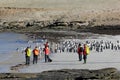 Photographer taking pictures of Gentoo penguins, Saunders, Falkland Islands