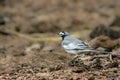 Bird Photography - White Wagtail