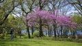 Photographer work on the photo of cherry blossom in the park