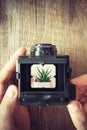 Photographers hands holding antique camera and shooting succulent.
