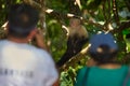 Photographers, monkey disturb in the forest. White-headed Capuchin, black monkey sitting on tree branch in the dark tropical