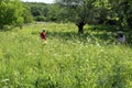 Amateur photographers in nature, surrounded by pets and insects on a sunny summer day, collecting photographic material for their