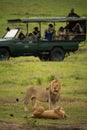 Photographers in safari truck watching two lions