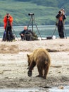 Photographers shoot a brown bear fishing. Kurile Lake.