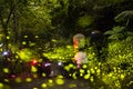 Photographers shooting fireflies in the dark