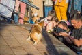 Photographers shooting a red corgi dog