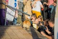 Photographers shooting a red corgi dog