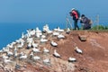 Photographers taking pictures of Northern Gannets at German island Helgoland