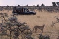 Photographers in truck shoot cheetah in clearing