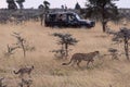 Photographers in truck shoot cheetah and cub