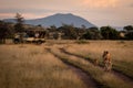 Photographers in truck shoot lioness with cub