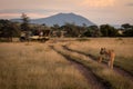 Photographers in truck watching lioness and cub