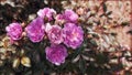 Photographic art picture of juicy summer garden roses close up