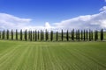 Photographic documentation of the cypresses of the province of Siena Royalty Free Stock Photo