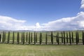 Photographic documentation of the cypresses of the province of Siena Royalty Free Stock Photo