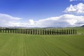 Photographic documentation of the cypresses of the province of Siena Royalty Free Stock Photo