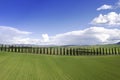 Photographic documentation of the cypresses of the province of Siena Royalty Free Stock Photo