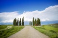 Photographic documentation of the cypresses in the province of Siena Royalty Free Stock Photo