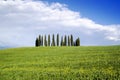 Photographic documentation of the cypresses in the province of Siena Royalty Free Stock Photo
