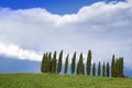 Photographic documentation of the cypresses in the province of Siena Royalty Free Stock Photo