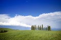 Photographic documentation of the cypresses in the province of Siena Royalty Free Stock Photo