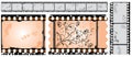 Photographic film, filmstrip, vector