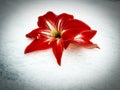 Photographic image of a bright red flower with a yellow center Amaryllis Hippeastrum hybrid on the background of white snow with a Royalty Free Stock Photo
