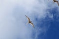 Photographic image of a flying bird seagull on a background of blue sky with white clouds Royalty Free Stock Photo