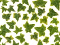 Photographic image of green and yellow Ivy leaves, on a white background., seamless to be repeated endlessly.