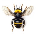 A Photographic Portrait Of A Black And Yellow Bumblebee On A White Background