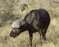 Cape Buffalo - Wildlife of The Great Lumpopo Transfrontier Park