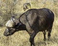 Cape Buffalo - Wildlife of The Great Lumpopo Transfrontier Park