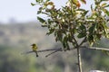 Little Bee-Eater - Birds of The Great Lumpopo Transfrontier Park