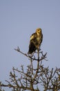 Tawney Eagle - Birds of The Great Lumpopo Transfrontier Park