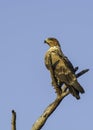 Tawney Eagle - Birds of The Great Lumpopo Transfrontier Park