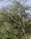 Southern Yellow-Billed Hornbill