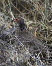 Swainson`s Spurfowl - South Africa Photo Safari