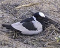 Blacksmith Lapwing Plover - Birds of The Great Lumpopo Transfrontier Park