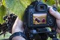 Photographic workshop scene in a vineyard