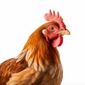 Photographically Detailed Portrait Of A Chicken With Long Hair Royalty Free Stock Photo