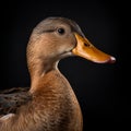 Photographically Detailed Portrait Of A Duck On Black Background