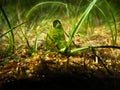 Photographing at close range, ant eat jelly confection Royalty Free Stock Photo