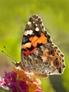 Photographing different types of butterflies, insects is a very difficult task, location Turkey Royalty Free Stock Photo
