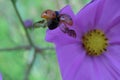 Money Shot of Ladybug Taking Off