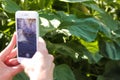 Photographing greenery in a field on a smartphone