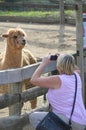 Photographing llamas
