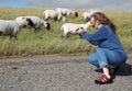 Photographing sheep on a dyke in Germany Royalty Free Stock Photo