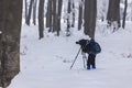 Photographing trees and forest Royalty Free Stock Photo