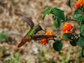 Views of the flight of a hummingbird over the flowers Royalty Free Stock Photo